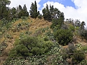 Augusta - vegetazione